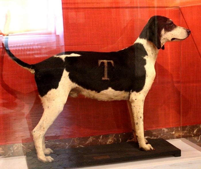 Le chien Dictateur, mort en 1913 - Photo : courtoisie - Don à la Société de Vènerie